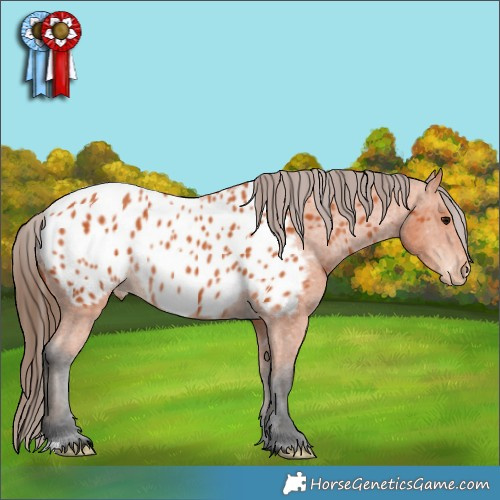 Horse Color:Bay Appaloosa Rabicano 