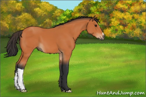 Horse Color:Bay 