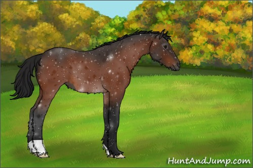 Horse Color:Gray Bay 