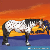 Horse Color:Brown Ice Appaloosa 