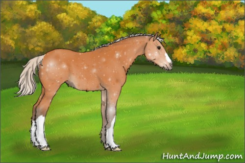 Horse Color:Silver Bay 