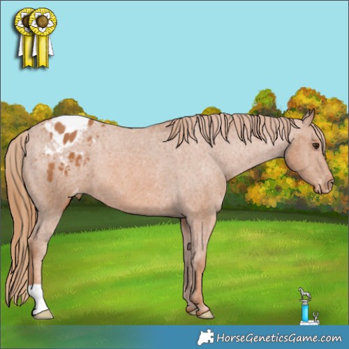 Horse Color:Chestnut Appaloosa 