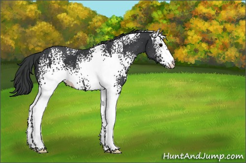 Horse Color:White Spotted Black 