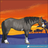 Horse Color:Grullo Rabicano 