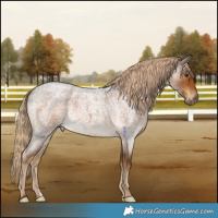Horse Color:Chocolate Palomino Roan 