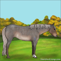 Horse Color:Silver Blue Roan 