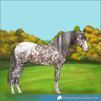 Horse Color:Liver Chestnut Appaloosa 