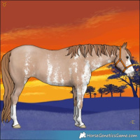 Horse Color:Black Pearl Sabino