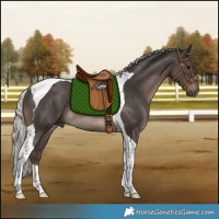 Horse Color:Silver Black Tobiano Rabicano 