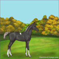 Horse Color:Silver Black Tobiano Rabicano
