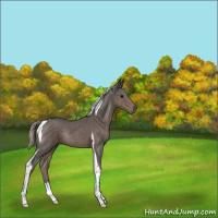 Horse Color:Silver Black Tobiano Rabicano 