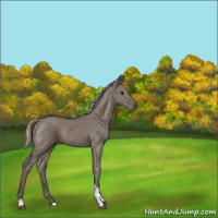 Horse Color:Silver Grullo Tobiano Rabicano