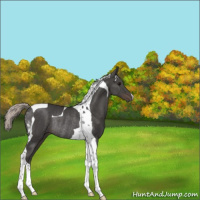 Horse Color:Silver Black Tobiano Rabicano
