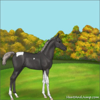 Horse Color:Silver Black Tobiano Rabicano 
