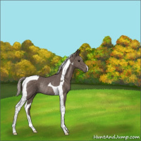 Horse Color:Silver Black Tobiano Rabicano 