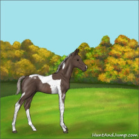 Horse Color:Silver Black Tobiano Rabicano 