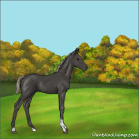 Horse Color:Silver Black Tobiano Rabicano 