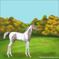 Horse Color:Silver Grullo Tobiano Rabicano