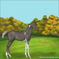 Horse Color:Silver Black Tobiano Rabicano 