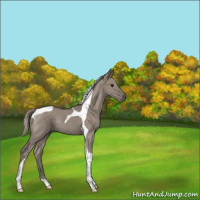Horse Color:Silver Grullo Tobiano Rabicano 