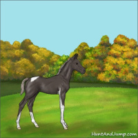 Horse Color:Silver Black Tobiano Rabicano