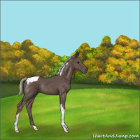 Horse Color:Silver Black Tobiano Rabicano