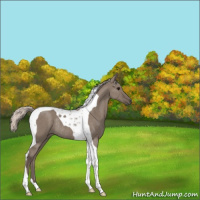 Horse Color:Silver Grullo Tobiano Rabicano 