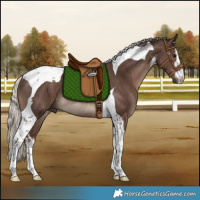 Horse Color:White Spotted Silver Black Tobiano Rabicano