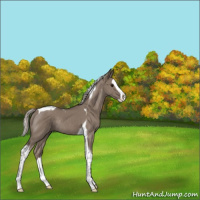 Horse Color:Silver Grullo Splash Tobiano Rabicano
