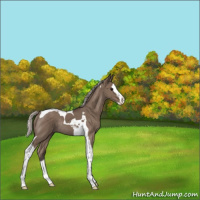 Horse Color:Silver Grullo Splash Tobiano Rabicano 