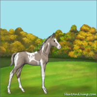 Horse Color:Silver Grullo Splash Tobiano Rabicano 