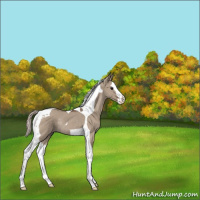 Horse Color:Silver Grullo Splash Tobiano Rabicano 