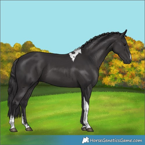 Horse Color:Smoky Black Sabino Tobiano 