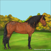 Horse Color:Brown Rabicano  and Bay Rabicano 
