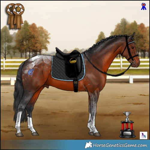 Horse Color:Brown Tobiano 