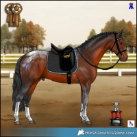 Horse Color:Brown Tobiano