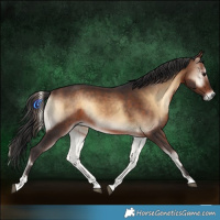 Horse Color:Bay Onyx Rabicano 