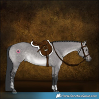 Horse Color:Platinum Brown Dun Tobiano Rabicano