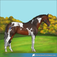 Horse Color:Bay Tobiano 