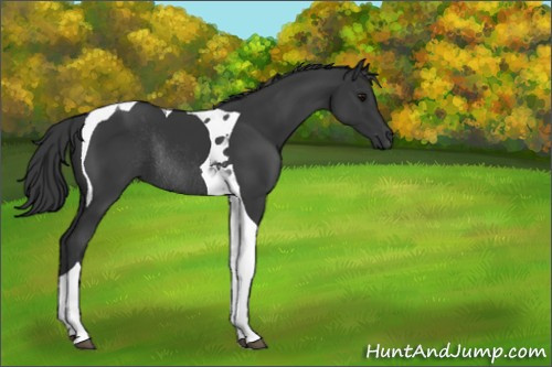 Horse Color:Platinum Black Tobiano Rabicano 