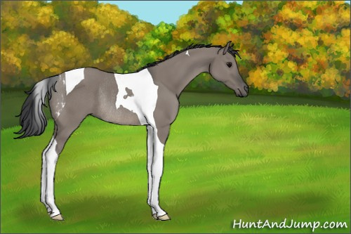 Horse Color:Unknown 