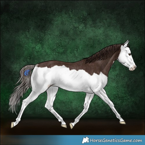 Horse Color:Liver Chestnut Splash Rabicano 