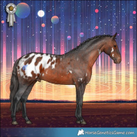 Horse Color:White Spotted Brown Appaloosa 