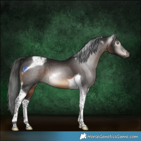 Horse Color:Gray Brown Tobiano