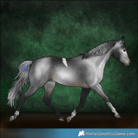 Horse Color:Gray Brown Sabino Tobiano Rabicano 