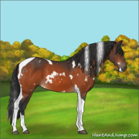 Horse Color:White Spotted Bay Tobiano 