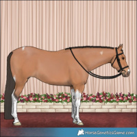 Horse Color:Bay Tobiano 