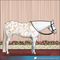 Horse Color:Red Dun Pearl Blanket Rabicano 