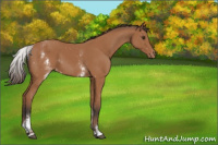 Horse Color:White Spotted Bay Appaloosa Rabicano 