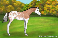 Horse Color:Bay Splash Appaloosa Rabicano 